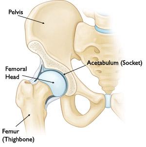 Hip Anatomy2_0