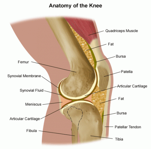 Knee Anatomy