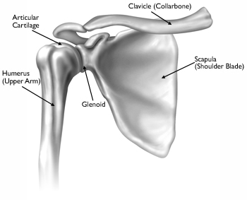 OAM Grand Rapids Sports Medicine Shoulder Anatomy